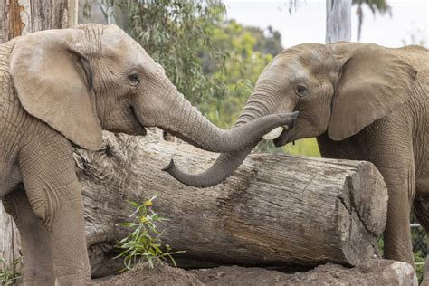 African Elephant Sundzu Makes New Home At San Diego Zoo Reid Park Zoo