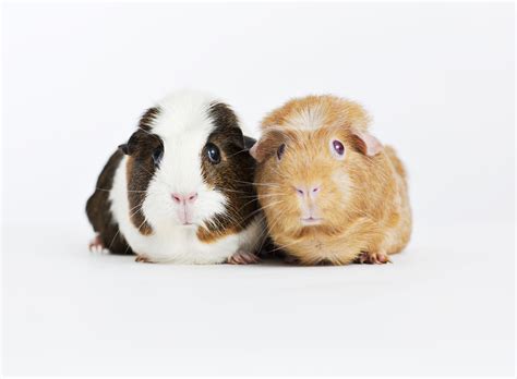 All You Need To Know About Guinea Pigs