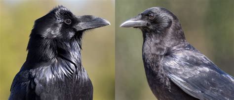 Common Raven Vs American Crow