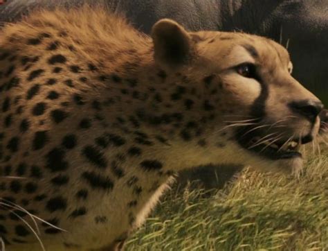 Image Narnia Cheetahpng The Parody Wiki Fandom Powered By Wikia