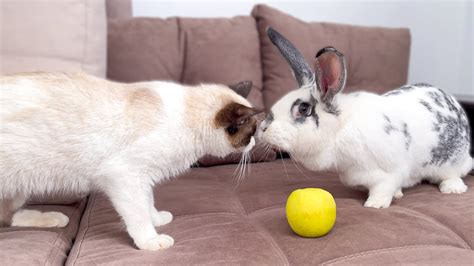 The First Meeting Of A Cat And A Rabbit Youtube