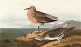 Audubon's Iconic Birds | Audubon