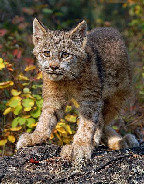 Canada Lynx Kitten 1 Photograph By Wade Aiken Pixels