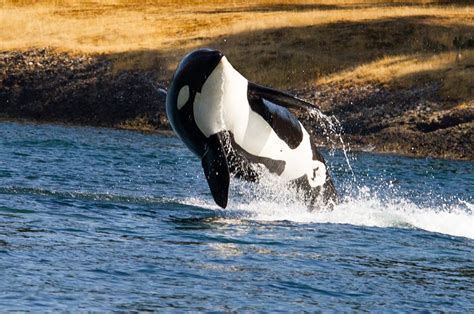️11 Best Time To See Orcas In Vancouver Island Info Popular