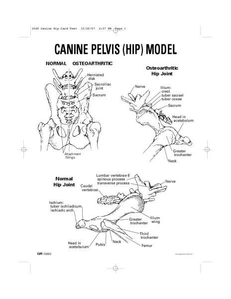 Canine Pelvis Anatomy Anatomy Diagram Source