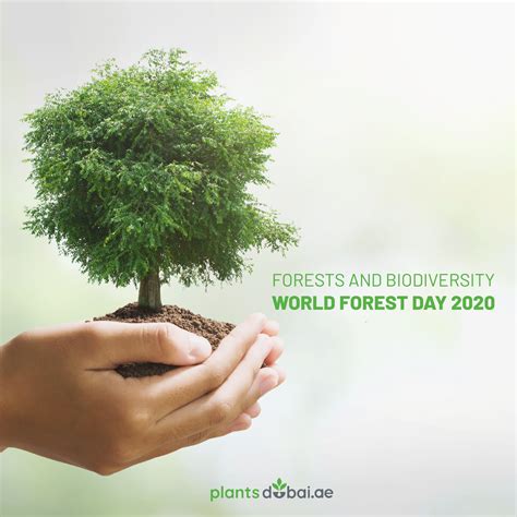 World Forest Day 2020 Forest World Biodiversity