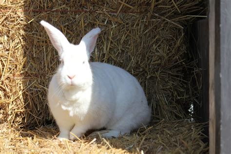 My baby boy chinchilla is looking for a new family that can take good care of him and can provide a good environment to grow and live in. American Chinchilla Rabbits For Sale | Williamsburg, OH ...