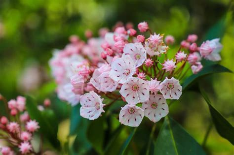 A Gorgeous Pink And White Mountain Laurel Flower In The Garden