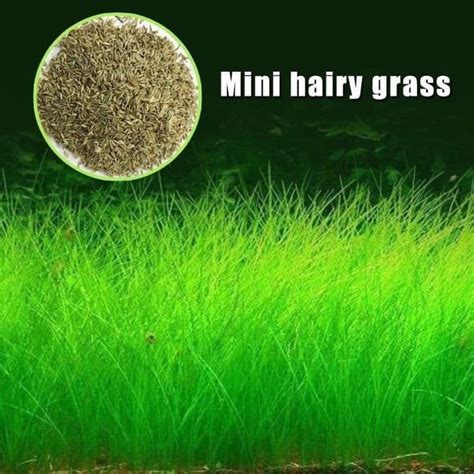 Aquascape 10gallon ada substrate hair grass week 1. HAIR GRASS hairgrass seed bibit benih tanaman air ...