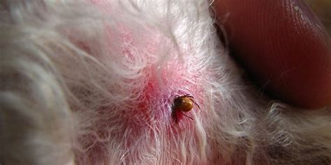 How Do Tick Bites Look Like On Dogs