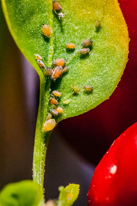 Chilli Plant Pests Pepper Insect Pests Problem October 2 Tino