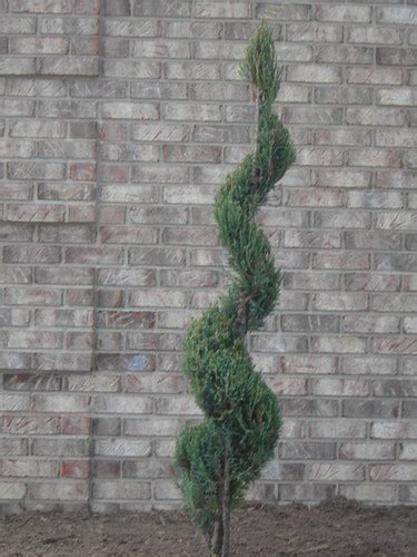 Plant Juniper Spiral Blue Point Serrano Wunderlich Landscaping Flickr