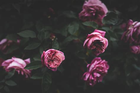 Wallpaper Pink Flowers Leaves Depth Of Field Rose 4928x3280