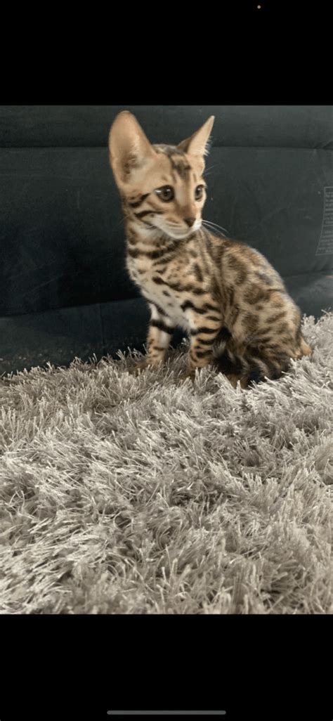 Bengal Cats For Sale Dundee Oh 368603 Petzlover