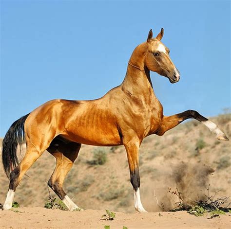 Akhal Teke Horse Info Colors Temperament History Pictures