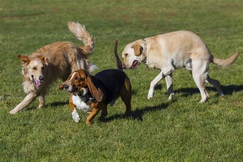 12 Important Rules Of Dog Park Etiquette The Dogington Post