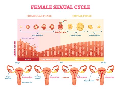 Describe The 28 Day Menstrual Cycle