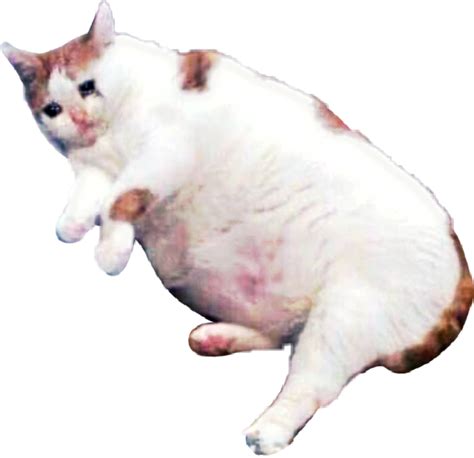 Sad Cat Memes Transparent Images PNG PNG Play
