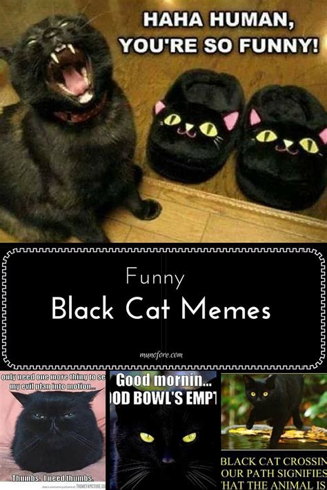 Hilarious Black Cat Memes To Brighten Your Friday Or Halloween