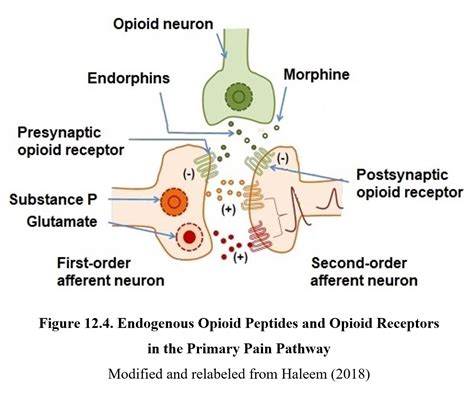 Chapter 12 Opioids Drugs And Behavior
