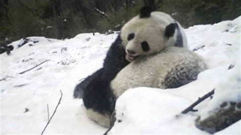 Infrared Camera Captures Wild Panda Mother With Her Cub Youtube