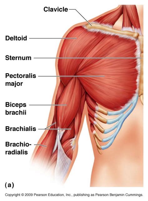 These important muscles control many motions that involve moving the arms and head — such as throwing a ball, looking up at the sky, and raising your hand. Bicep Muscles Anatomy | Muscle anatomy, Arm muscle anatomy ...