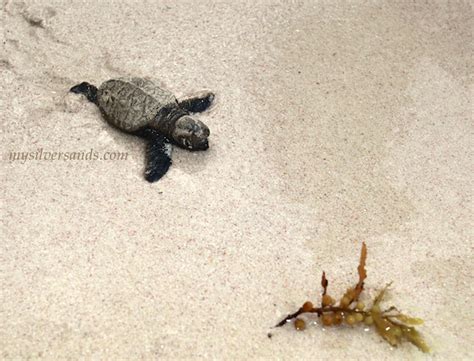 Managed Turtle Releases At Silver Sands Jamaica