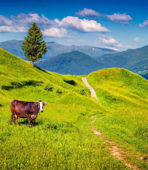 Cow On A Mountain Pasture Near The Tourist Trek Wonderful Morning View