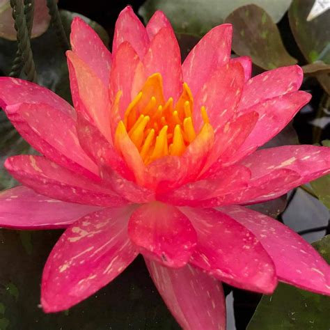 Planterest Nymphaea Wanvisa Red Hardy Water Lily Rhizome