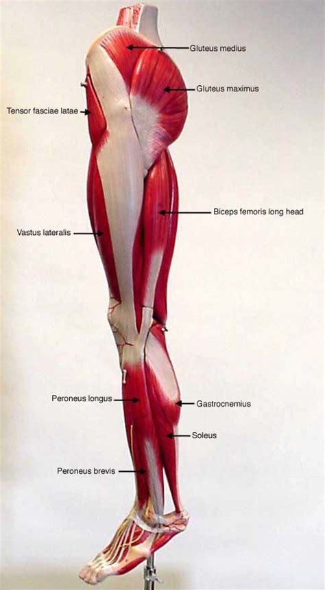 Labeled Lateral View Of Leg Muscles Leg Muscles Anatomy Human Muscle Anatomy Leg Anatomy
