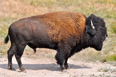 Buffalo Pictures North American Animals Animals Wild