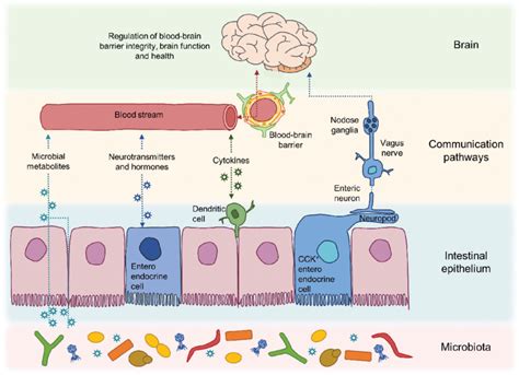 Pathways Of Communication Along The Gut Microbiota Brain Axis A