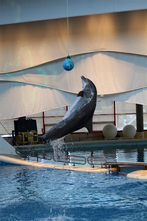 Dolphin Show National Aquarium In Baltimore Md 1212236 Photograph