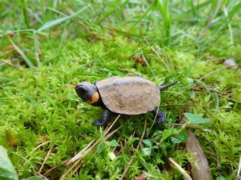 The Turtles Of The High Country Nc Cooperative Extension