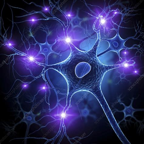 Nerve Cell Artwork Stock Image F0087043 Science Photo Library