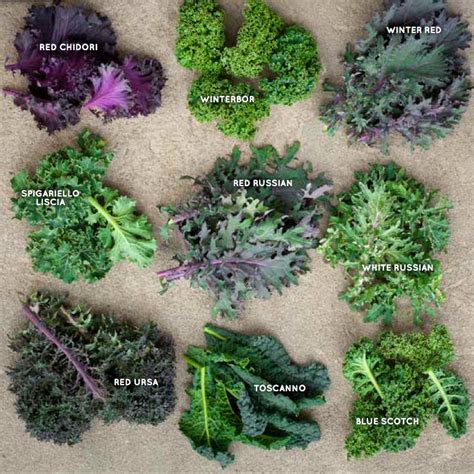 Heirloom Seeds A New Kale Cookbook And A Passion For Veggies That Won