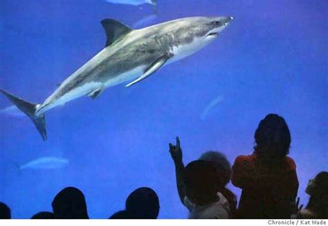 Monterey Aquariums Great White Shark Released At Sea Sfgate