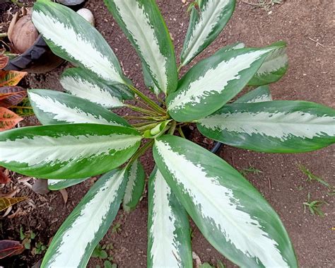 Aglaonema Emerald Bay Care Travaldos Blog