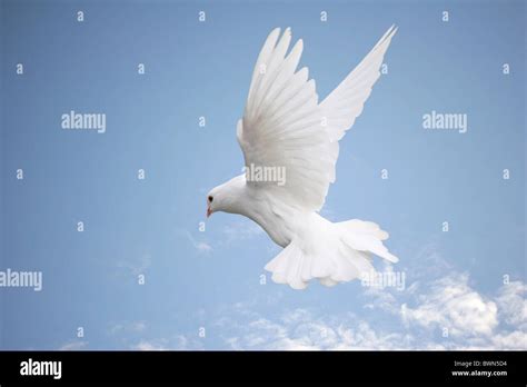 Beautiful White Dove In Flight Blue Sky Background Stock Photo Alamy