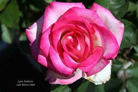 Plantfiles Pictures Hybrid Tea Rose Lynn Anderson Rosa By Kell
