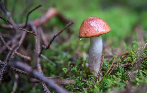Penis Envy Mushrooms Where To Find Them Fungushead