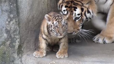 2 Month Old Tiger Cubs Make Their Debut At Columbus Zoo
