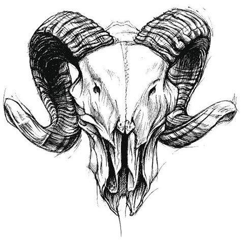 Best Goat Skull Illustrations Royalty Free Vector Graphics And Clip Art