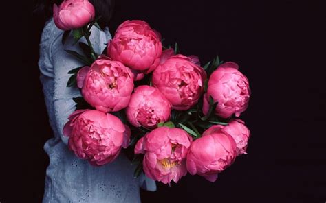 Peonies Wallpaper Desktop Wallpapersafari