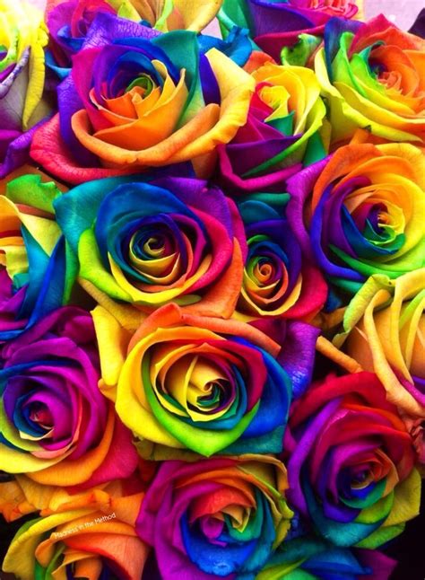 The Best 22 Rainbow Rose Wallpaper Hd Groundiconicbox