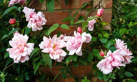 Perennial climbing flowers for shade. The best climbers for shade | Alys Fowler | Climbers for ...