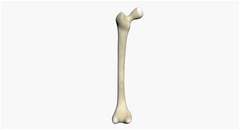 Long bone model, find out more about long bone model. Human Femur 3D model | CGTrader