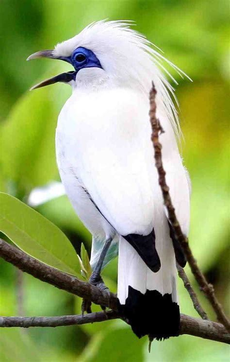 Harga dari burung bervareatif sekali yang dapat membedakannya adalah dimana di pengaruhi oleh berbagai macam hal yang membuatnya memiliki harga namun, dari menurunkanya harga yang di sebabkan oleh melimpahnya stok burung tertentu merupakan hal yang ilmiah dan hal tersebut terjadi. Blog Kumara: Burung terlangka di Indonesia