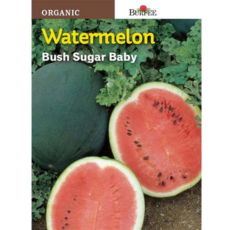 Burpee Organic Watermelon Bush Sugar Baby Seed 67529 The