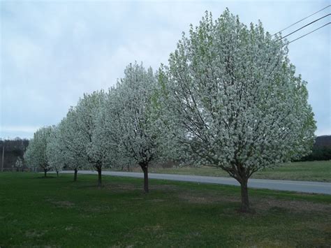 Pin By Joy Fussell On Moms Flowers Bradford Pear Tree Garden